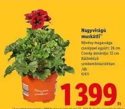 Lidl Nagyvirágú muskátli ajánlat