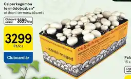 Tesco Csiperkegomba termődobozban ajánlat