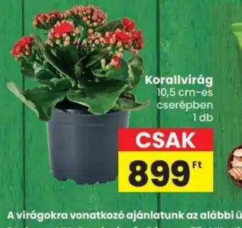 Spar Korallvirág ajánlat