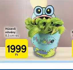 Tesco Húsevő növény ajánlat