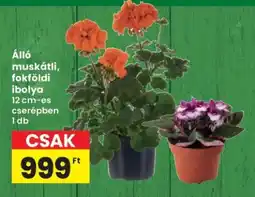 Interspar Álló muskátli, fokföldi ibolya ajánlat