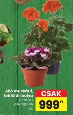Spar Álló muskátli, fokföldi ibolya ajánlat