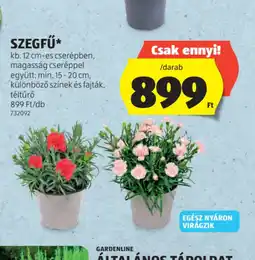ALDI SZEGFŰ ajánlat