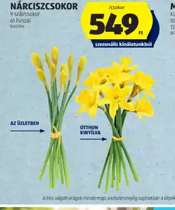 ALDI NÁRCISZCSOKOR ajánlat
