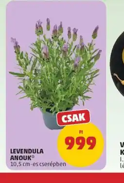 PENNY LEVENDULA ANOUK ajánlat