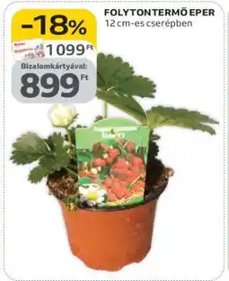 Auchan Folytontermő eper ajánlat