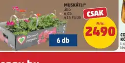 PENNY MUSKÁTLI áll ajánlat