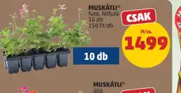 PENNY MUSKÁTLI ajánlat