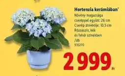 Lidl Hortenzia kerámiában ajánlat