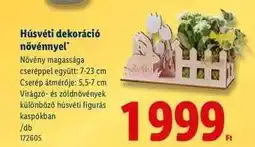 Lidl Húsvéti dekoráció növénnyel ajánlat