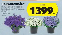 ALDI Harangvirág ajánlat