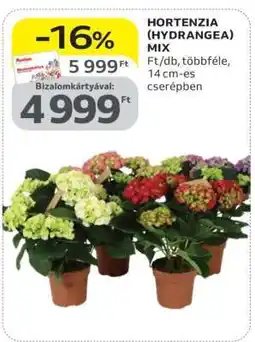 Auchan HORTENZIA (HYDRANGEA) MIX ajánlat