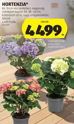ALDI Hortenzia ajánlat