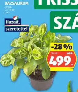 ALDI Bazsalikom ajánlat