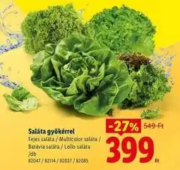 Lidl Saláta gyökérrel ajánlat