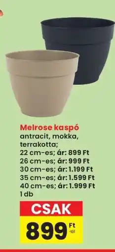 Interspar Melrose kaspó ajánlat