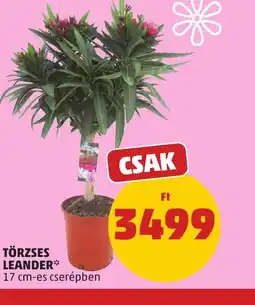 PENNY TÖRZSES LEANDER ajánlat