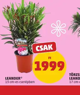 PENNY LEANDER ajánlat