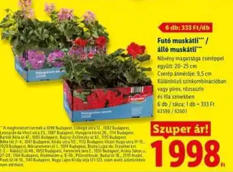 Futó muskátli** / álló muskátli