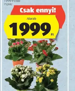 ALDI KORALLVIRÁG ajánlat