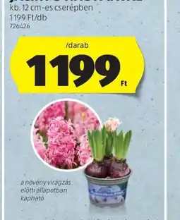 ALDI JÁCINT 3 HAGYMÁVAL ajánlat