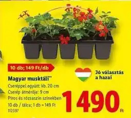 Lidl Magyar muskátli ajánlat