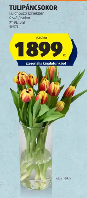 ALDI TULIPÁNCSOKOR ajánlat