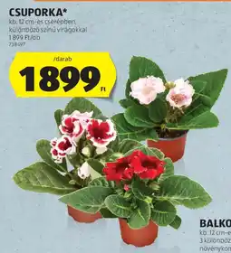 ALDI CSUPORKA ajánlat