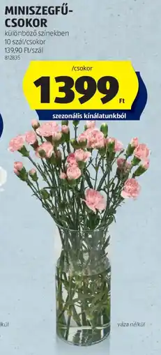 ALDI MINISZEGFŰ-CSOKOR ajánlat