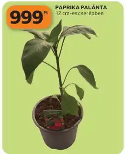 Auchan PAPRIKA PALÁNTA ajánlat