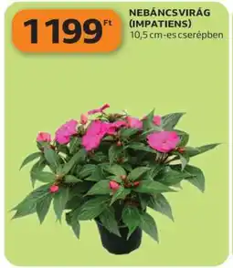 Auchan Nebáncsvirág (Impatiens) ajánlat