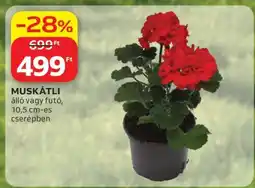 Auchan Muskátli ajánlat