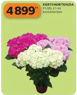 Auchan Kerti Hortenzia ajánlat