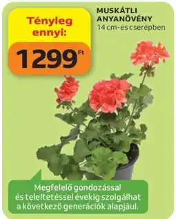 Auchan Muskátli Anyanövény ajánlat