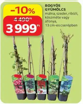 BOGYÓS GYÜMÖLCS