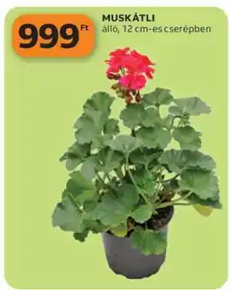 Auchan Muskátli ajánlat