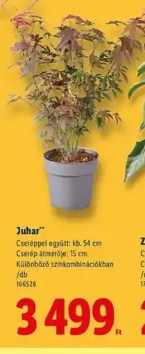 Lidl Juhar ajánlat