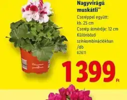 Lidl Nagyvirágú muskátli ajánlat