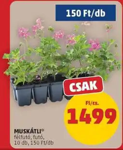 PENNY Muskátli ajánlat