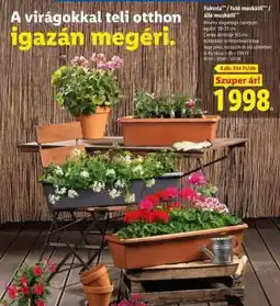 Lidl Fukszia / futó muskátli / álló muskátli ajánlat