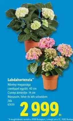 Lidl Labdahortenzia ajánlat