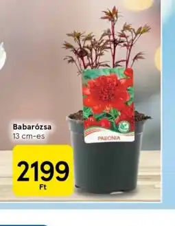 Tesco Babarzsa ajánlat