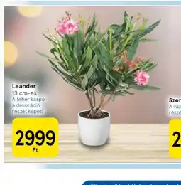 Tesco Leander ajánlat