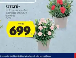 ALDI SZEGFŰ ajánlat