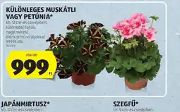 ALDI KÜLÖNLEGES MUSKÁTLI VAGY PETÚNIA ajánlat