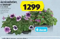 ALDI ÁGYÁSNÖVÉNY ajánlat