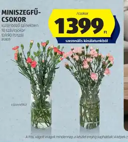 ALDI MINISZEGFŰ-CSOKOR ajánlat