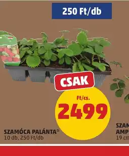 PENNY SZAMCA PALÁNTA ajánlat