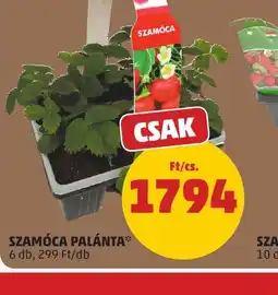 PENNY SZAMCA PALÁNTA ajánlat