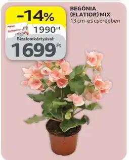 Auchan BEGÓNIA (ELATIOR) MIX ajánlat